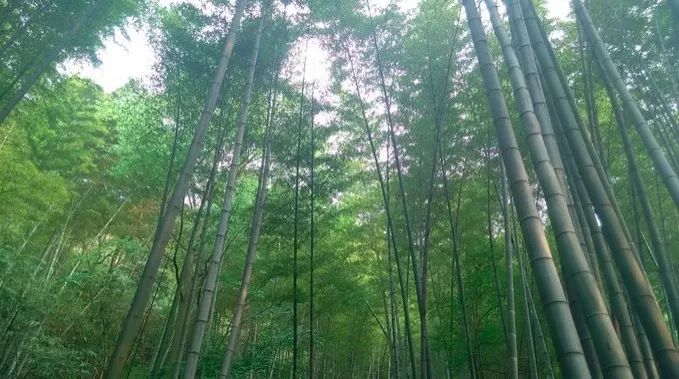 1547611545.jpg 1.jpg